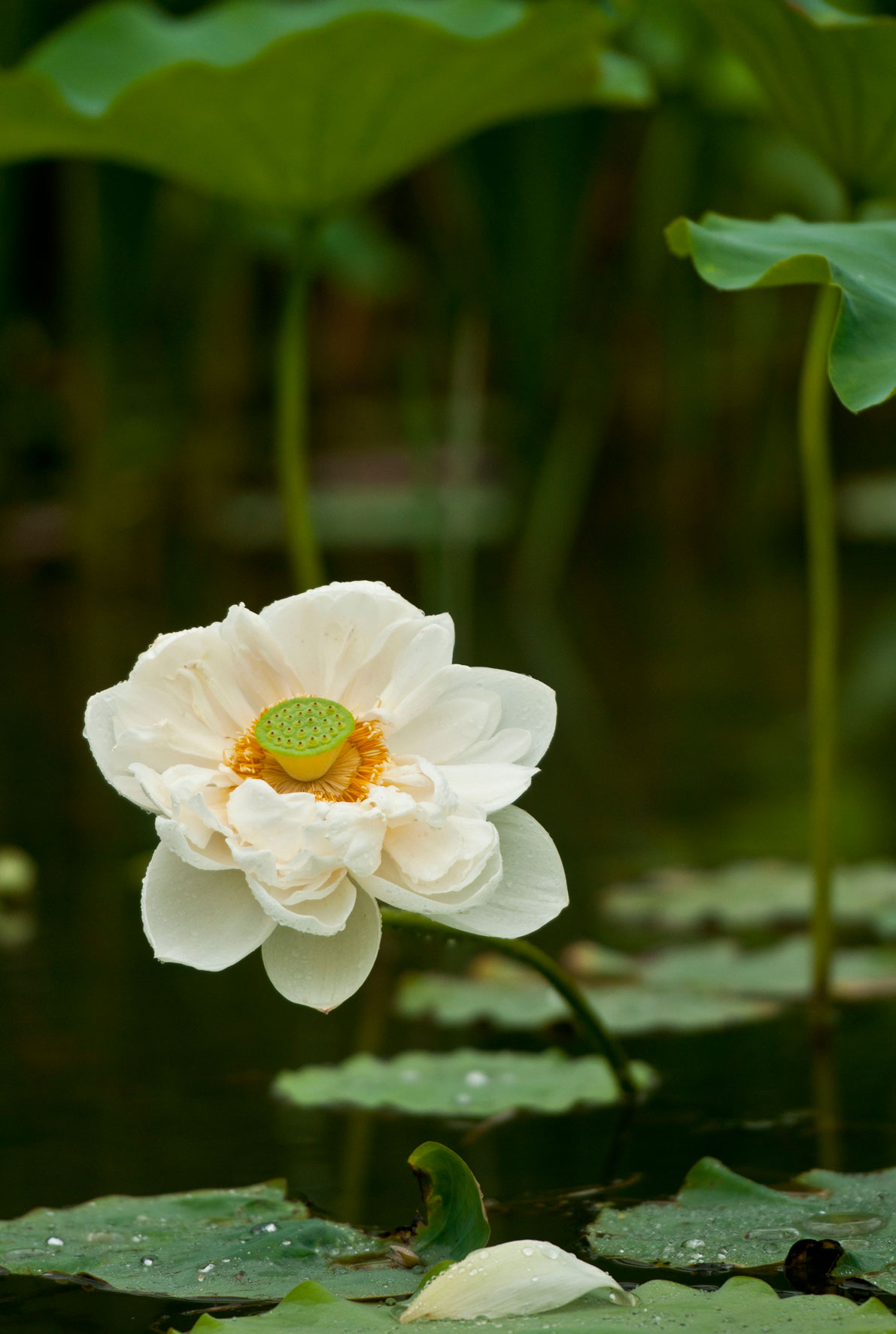 夏雨雅荷