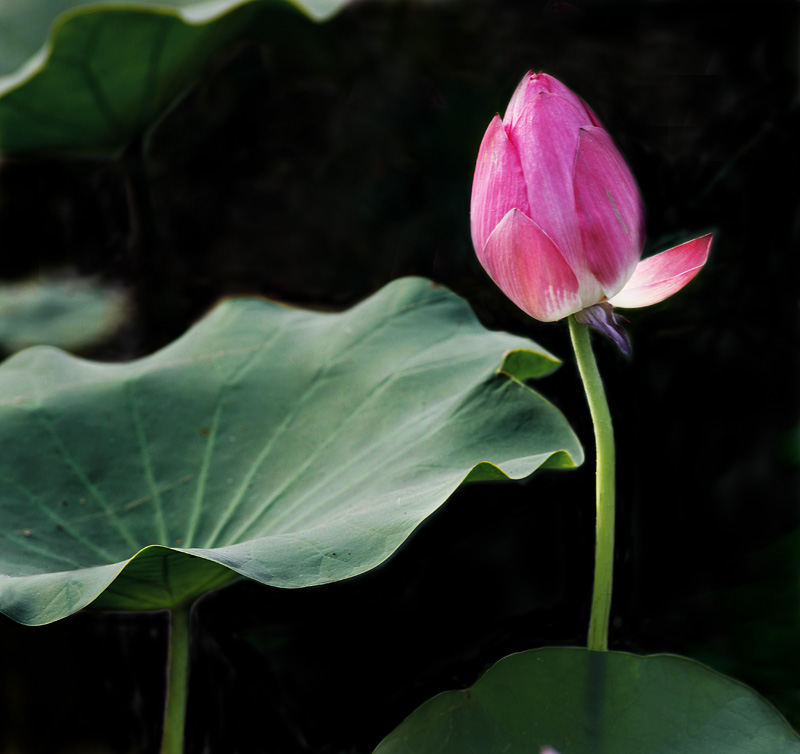 那时花开（不断添加中）