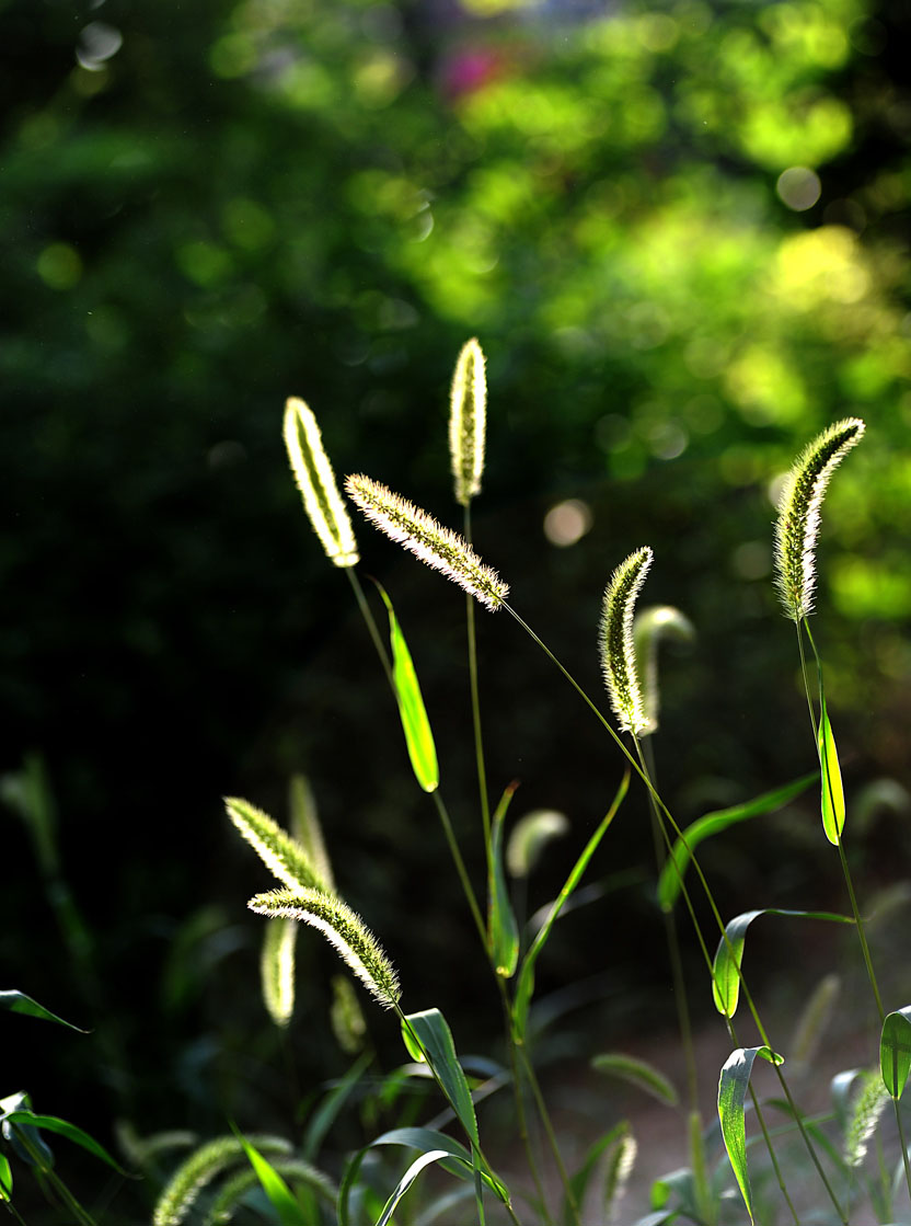 野谷草
