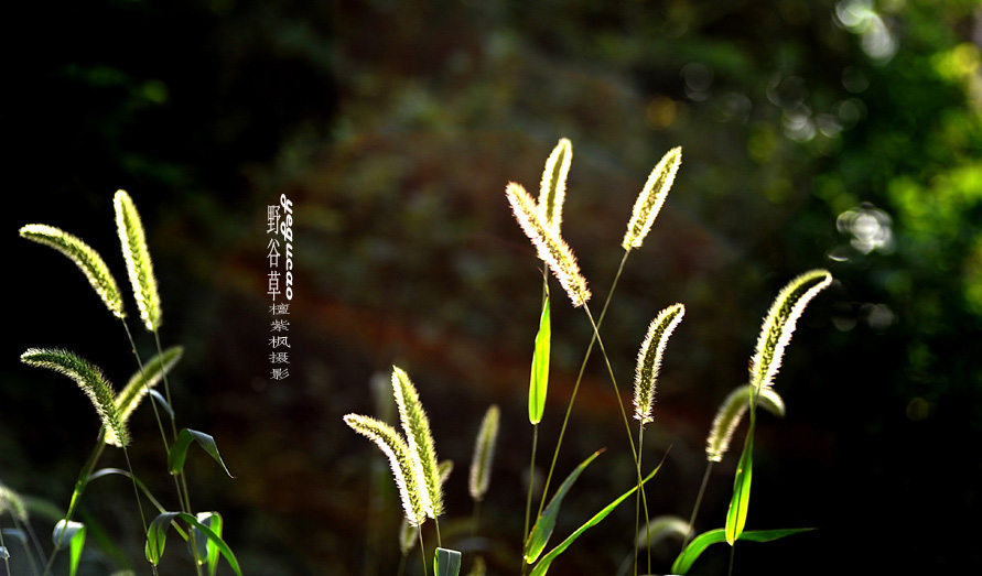 野谷草