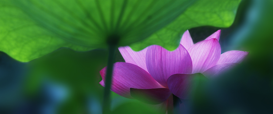 那时花开（不断添加中）