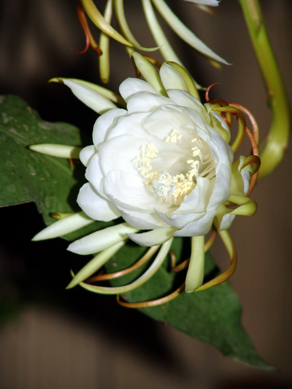 昙花