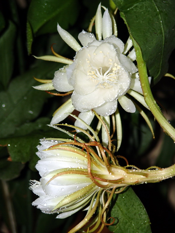 昙花