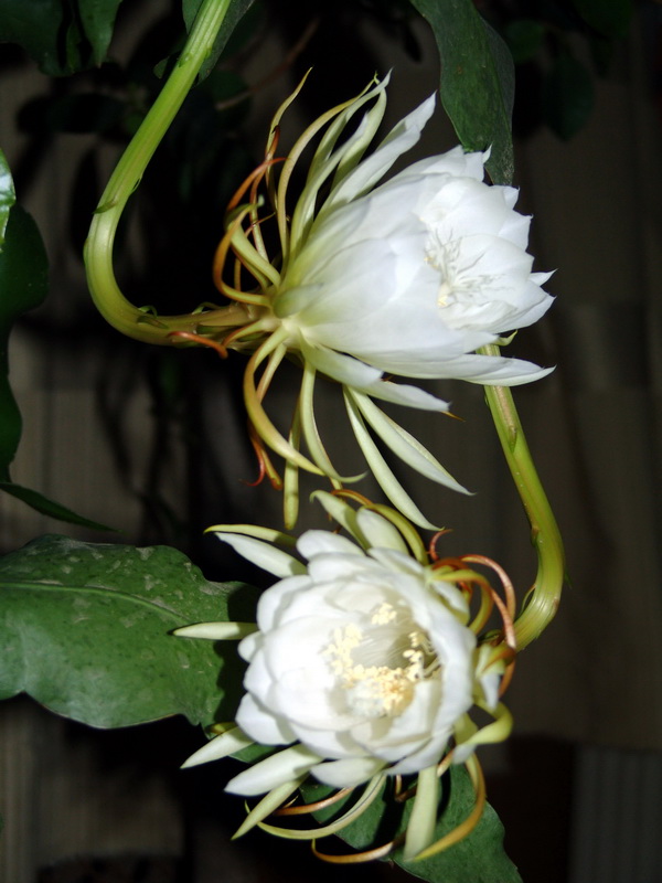 昙花