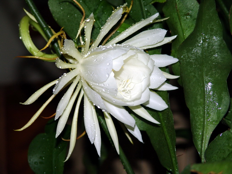 昙花