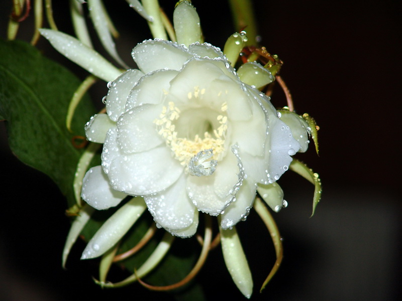 昙花