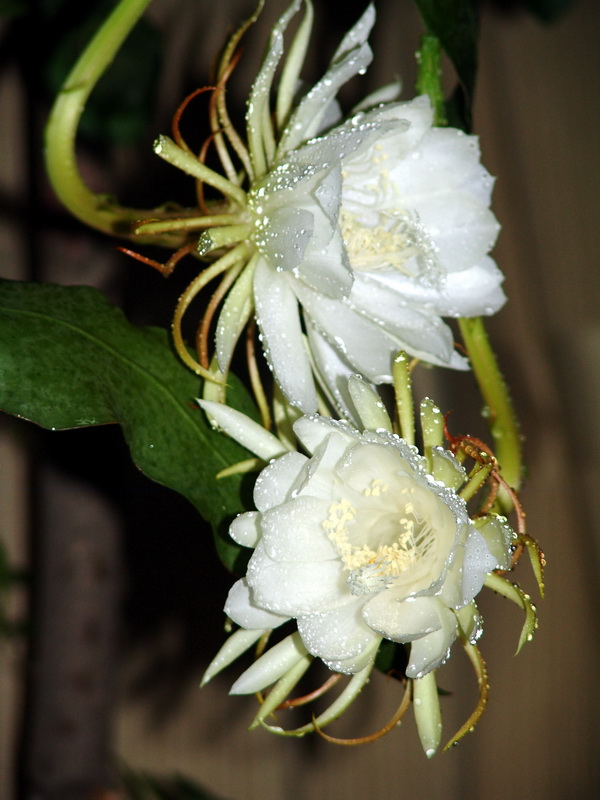 昙花