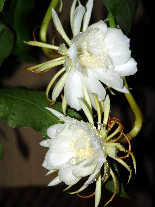 昙花