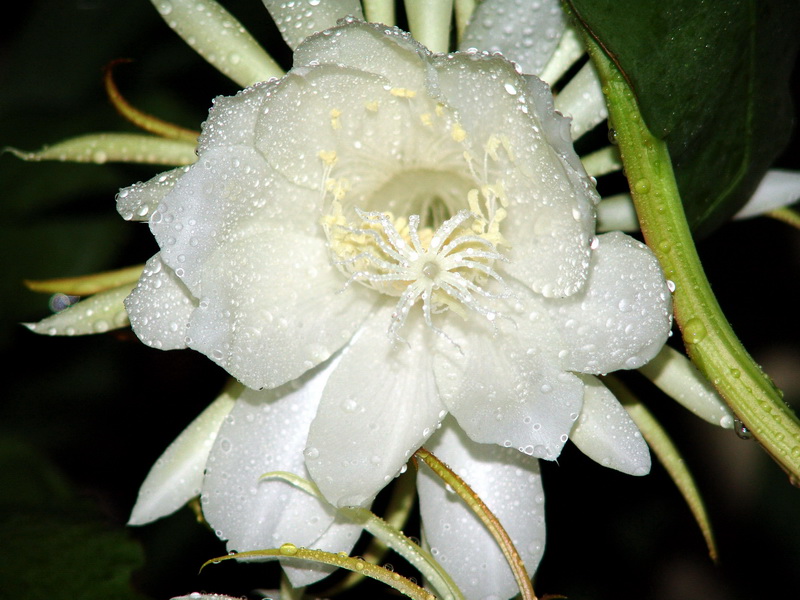 昙花
