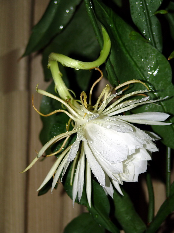 昙花