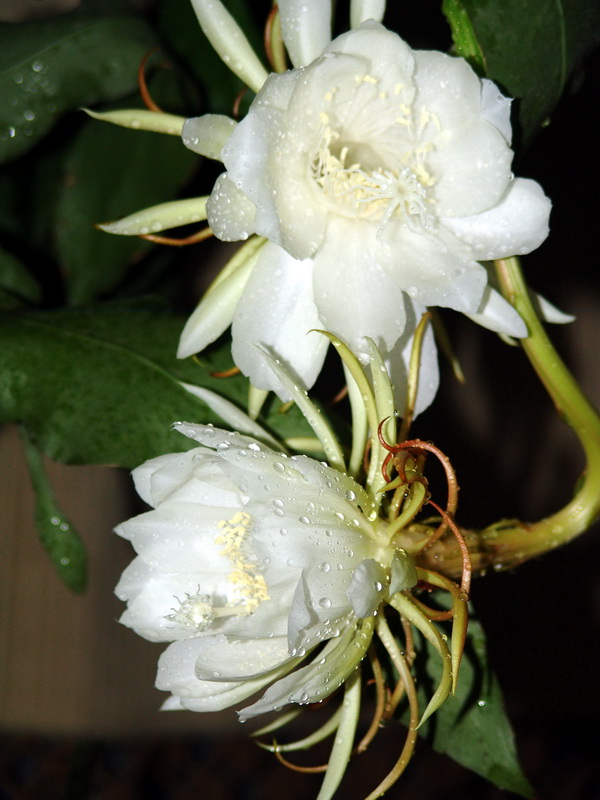 昙花