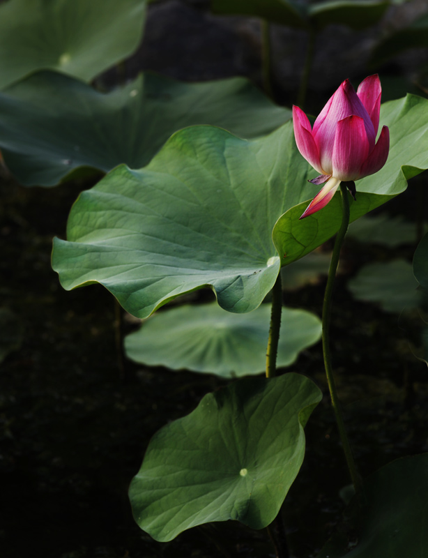 那时花开（不断添加中）