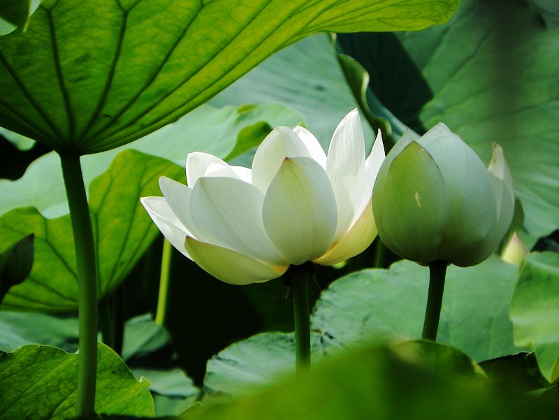 [原创]白莲花