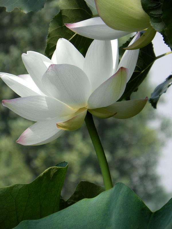 [原创]白莲花