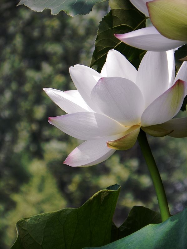 [原创]白莲花