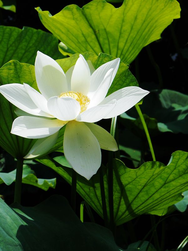 [原创]白莲花