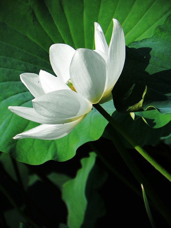 [原创]白莲花