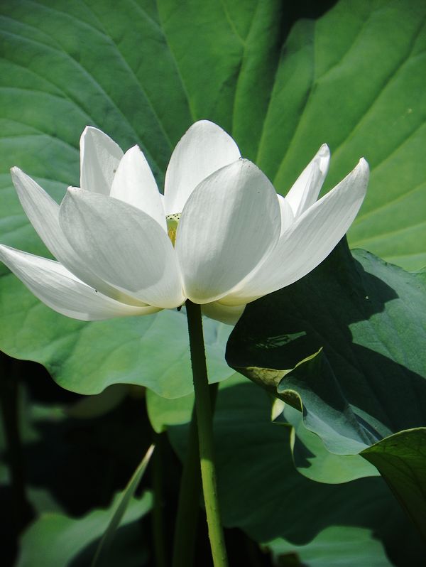 [原创]白莲花