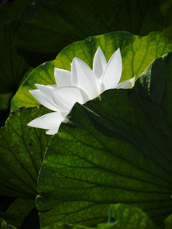 [原创]白莲花