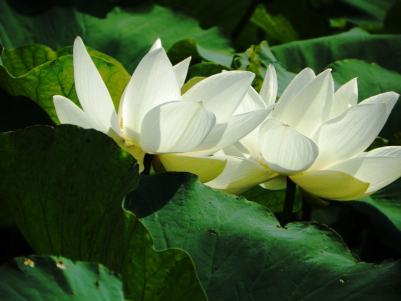 [原创]白莲花