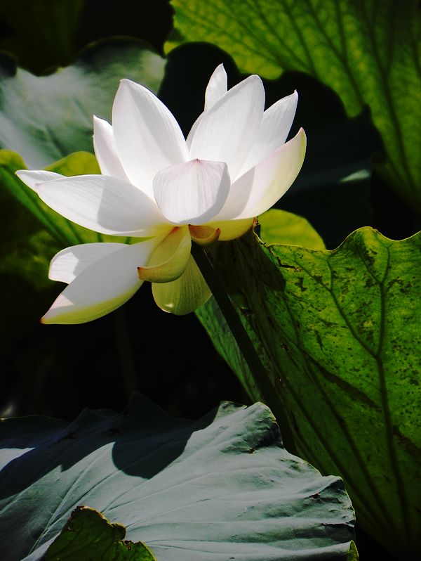 [原创]白莲花