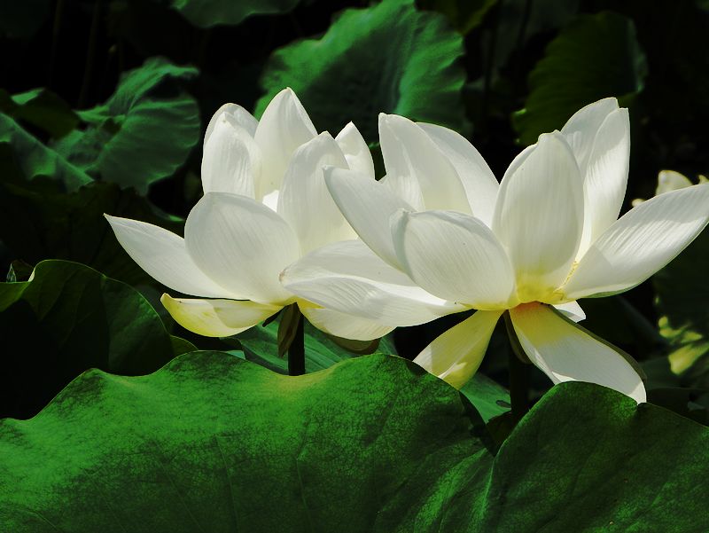 [原创]白莲花