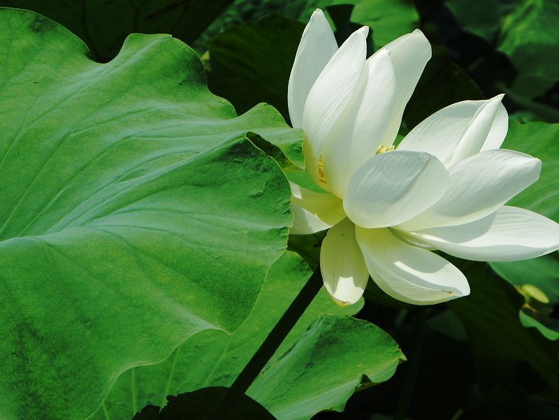 [原创]白莲花