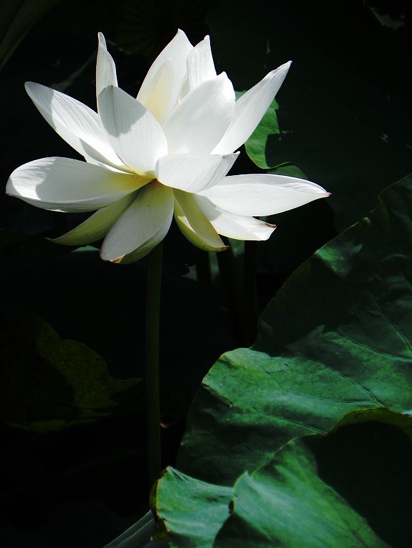 [原创]白莲花