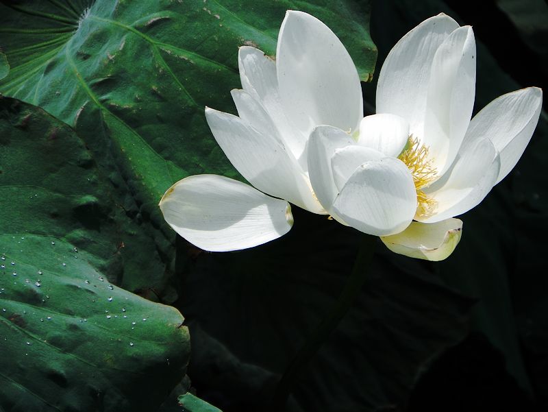 [原创]白莲花