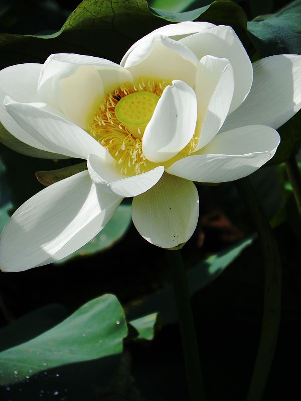 [原创]白莲花