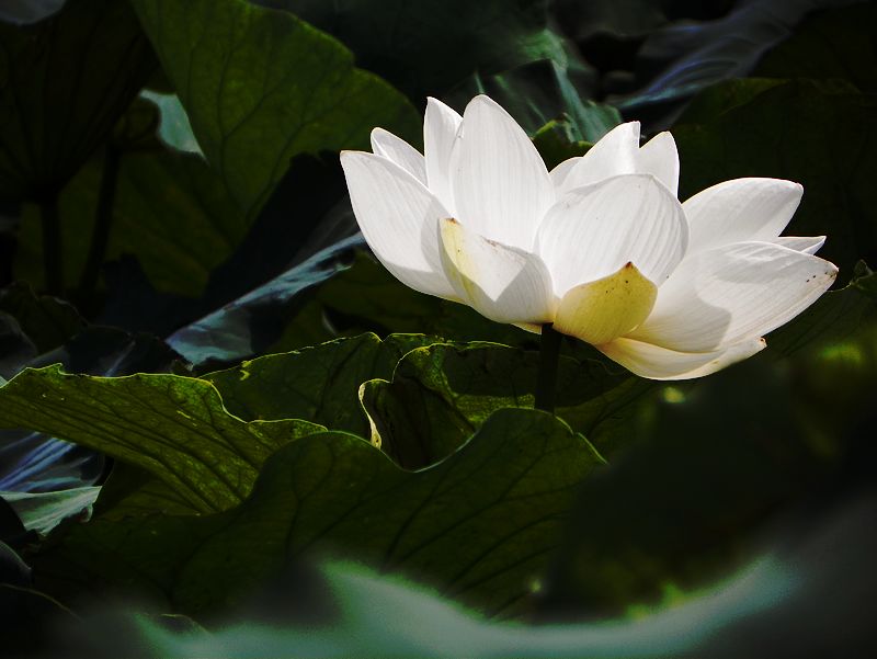 [原创]白莲花