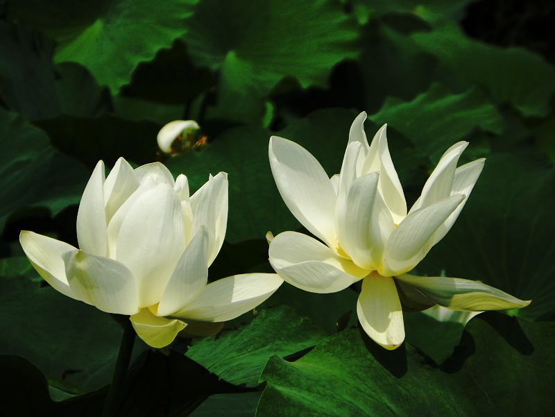 [原创]白莲花