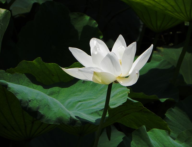 [原创]白莲花