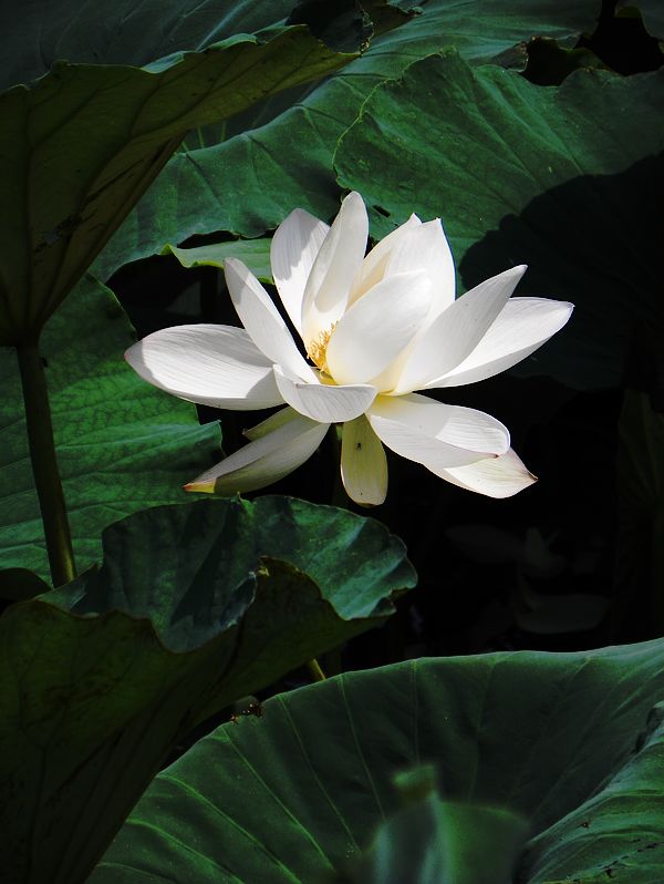 [原创]白莲花