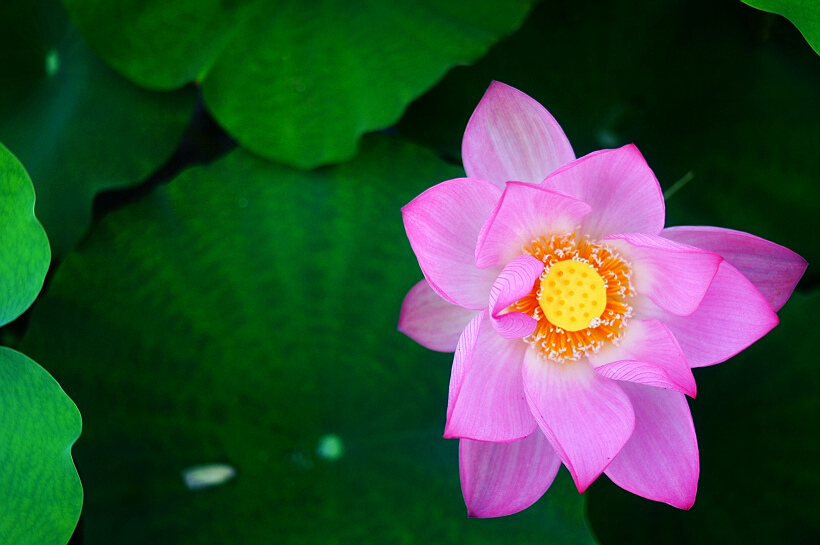 [原创]荷梦莲呓