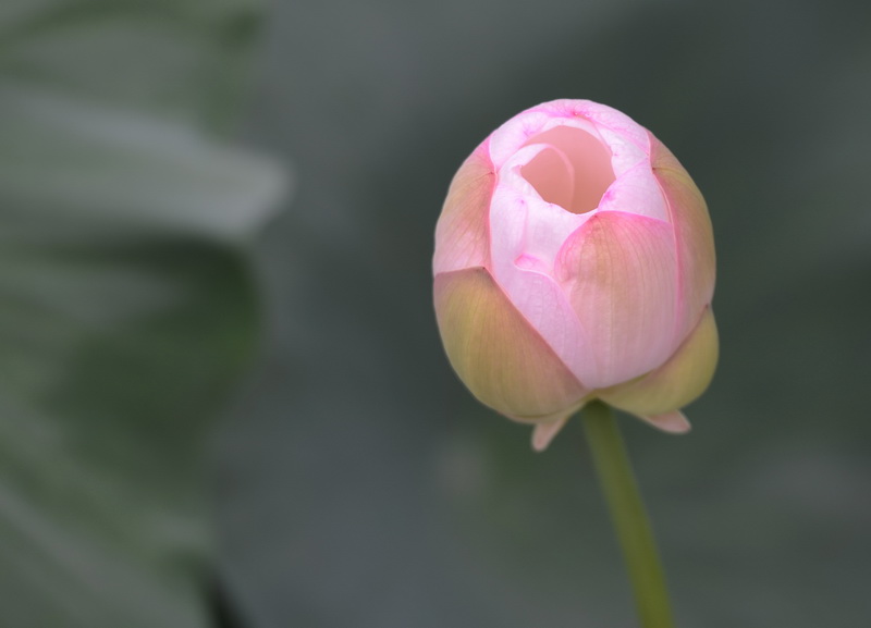 新机试镜