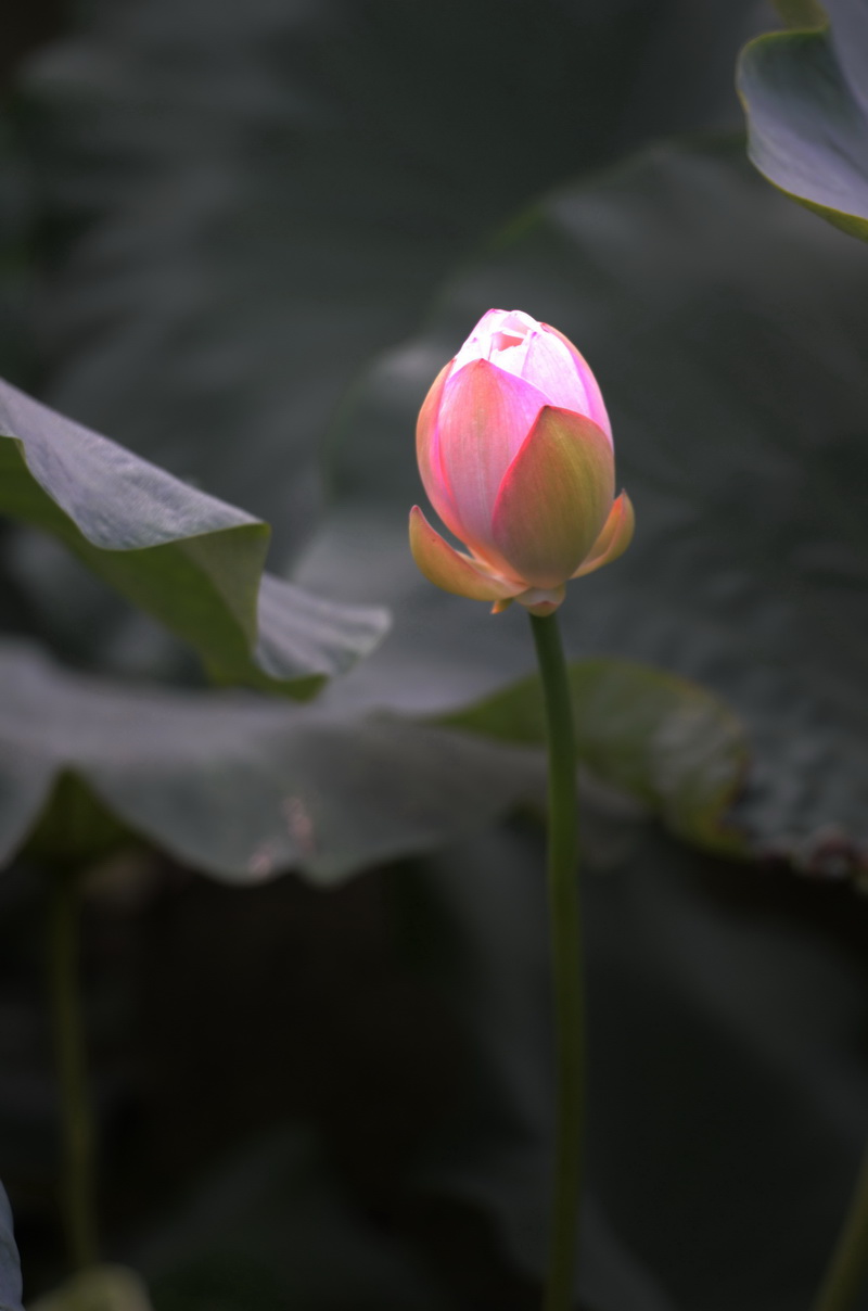 清晨拍摄的荷花