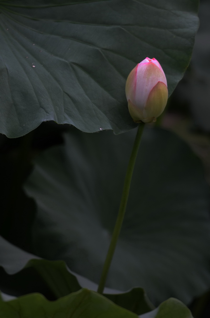 清晨拍摄的荷花