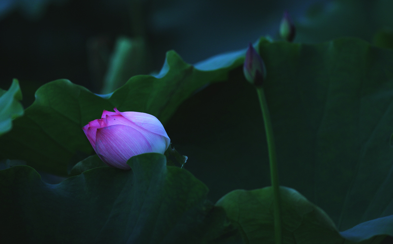 [原创]  花开时节虫鸟鸣