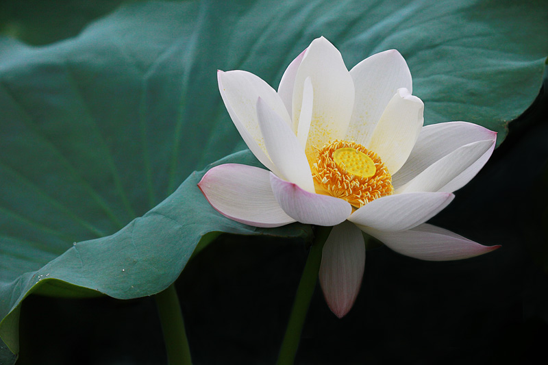 那时花开（不断添加中）