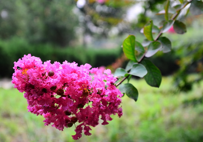 我家的后花园
