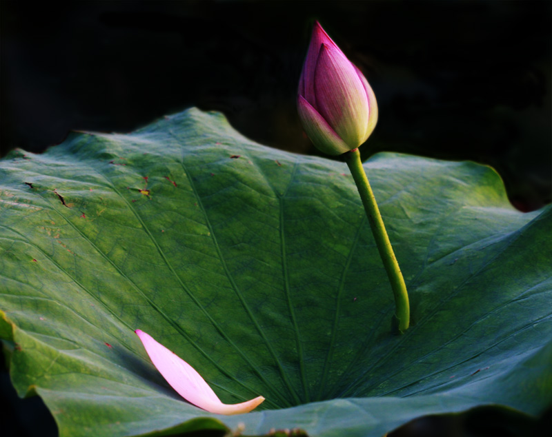 那时花开（不断添加中）