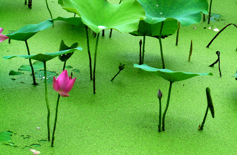 四季有花（超长版）
