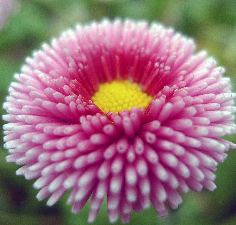 梅兰竹菊花卉帖