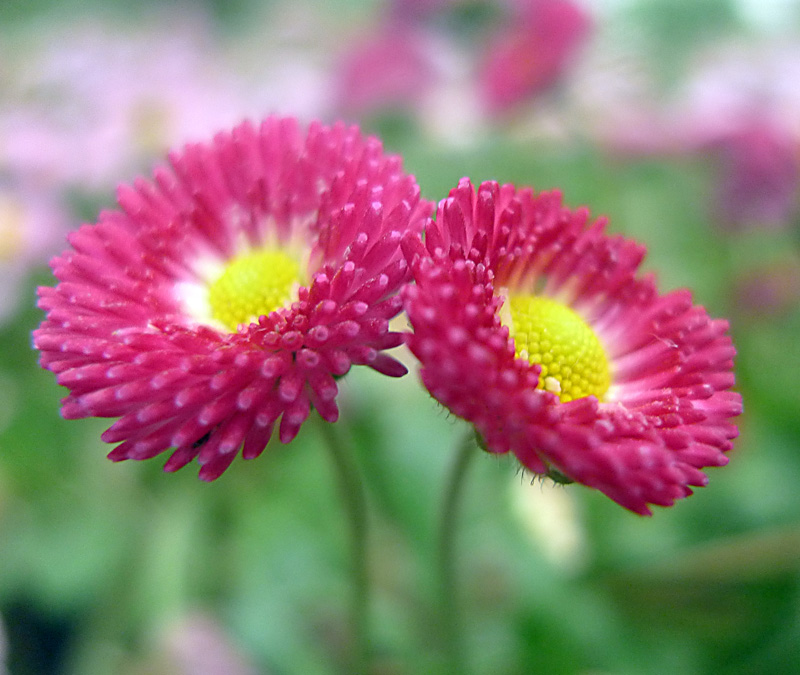 梅兰竹菊花卉帖