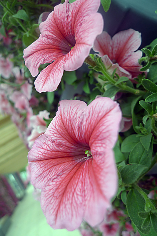 梅兰竹菊花卉帖