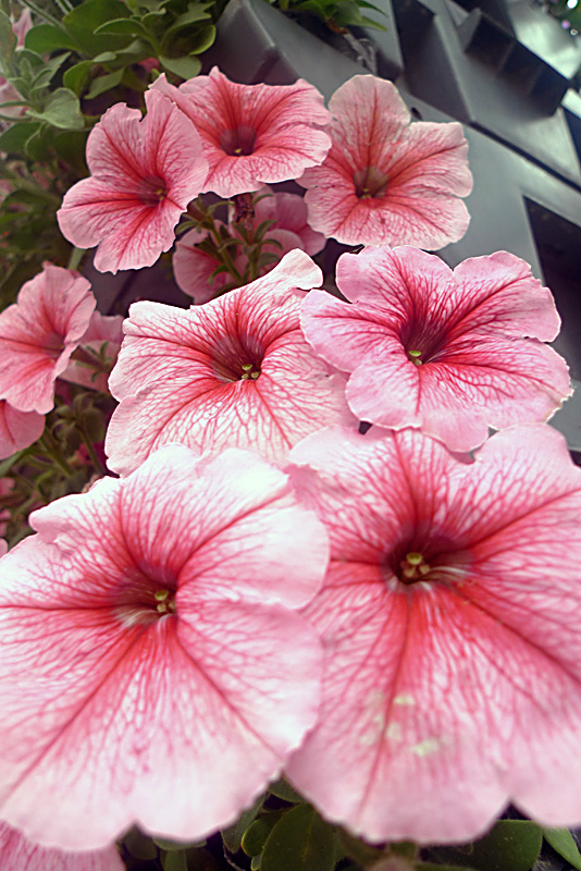 梅兰竹菊花卉帖