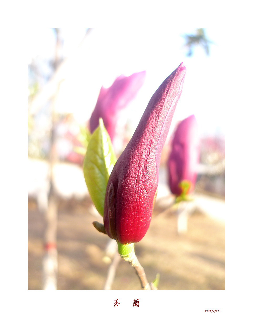 梅兰竹菊花卉帖