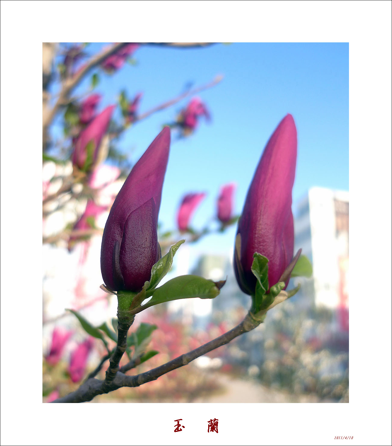 梅兰竹菊花卉帖