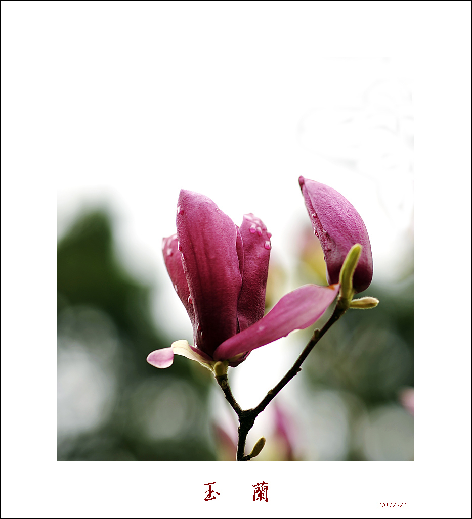 梅兰竹菊花卉帖